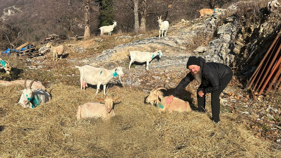 Canzo – Strage di capre, ma poteva andare peggio.