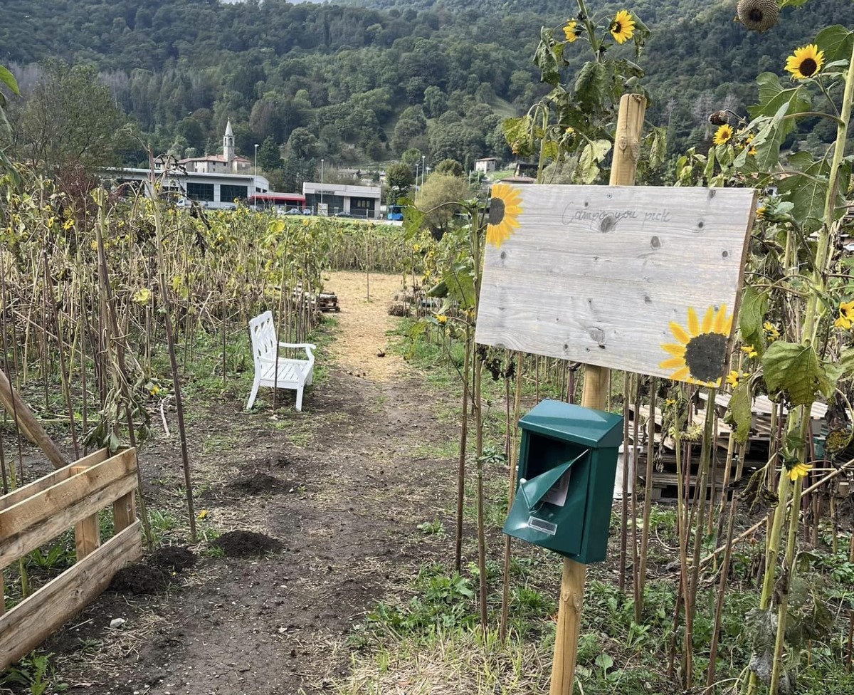 Valbrona – Vandali al campo di girasoli